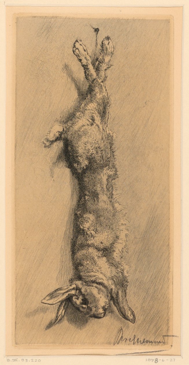 Le Lapin de Garenne - Felix Bracquemond