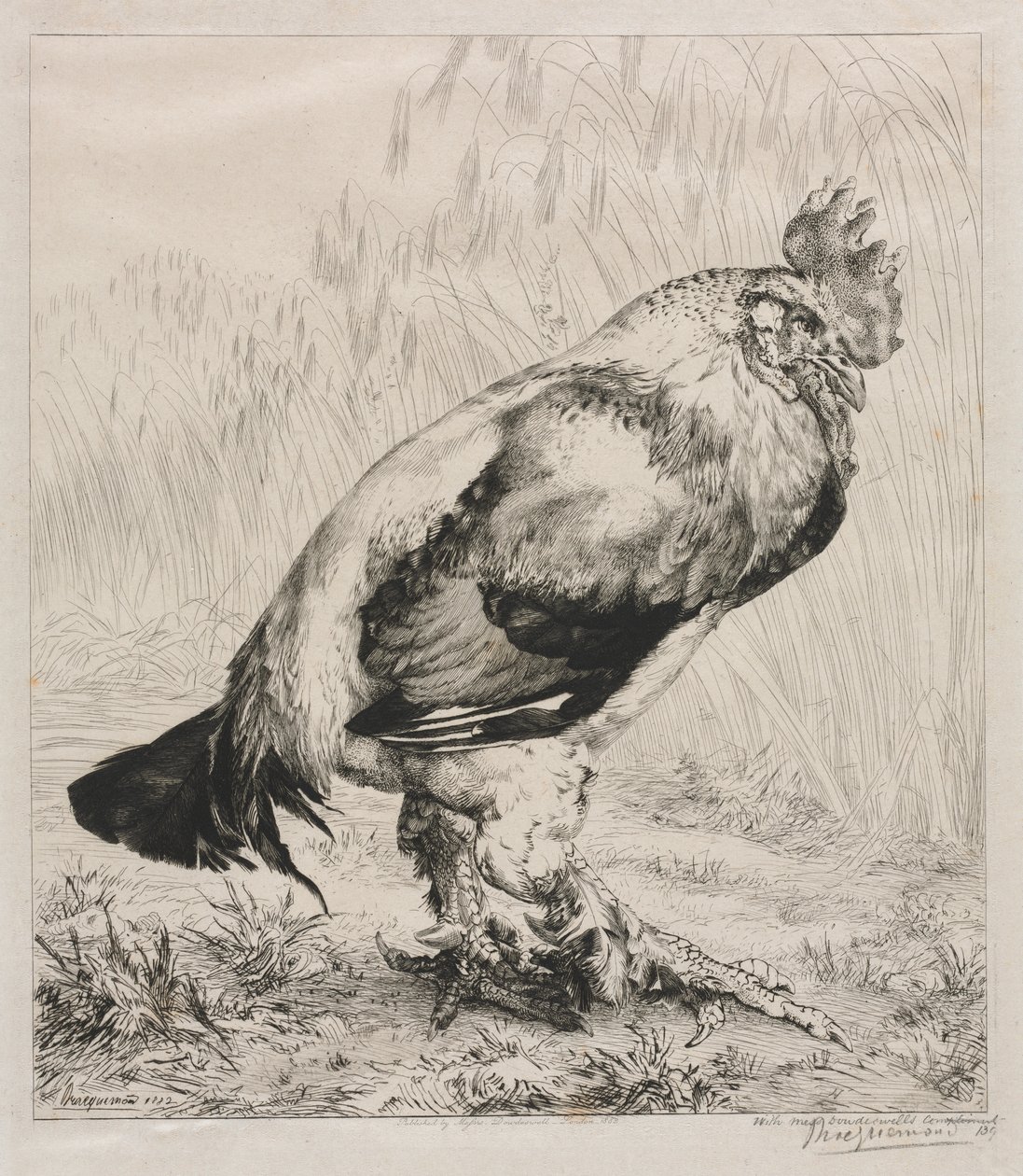 Le vieux coq - Felix Bracquemond