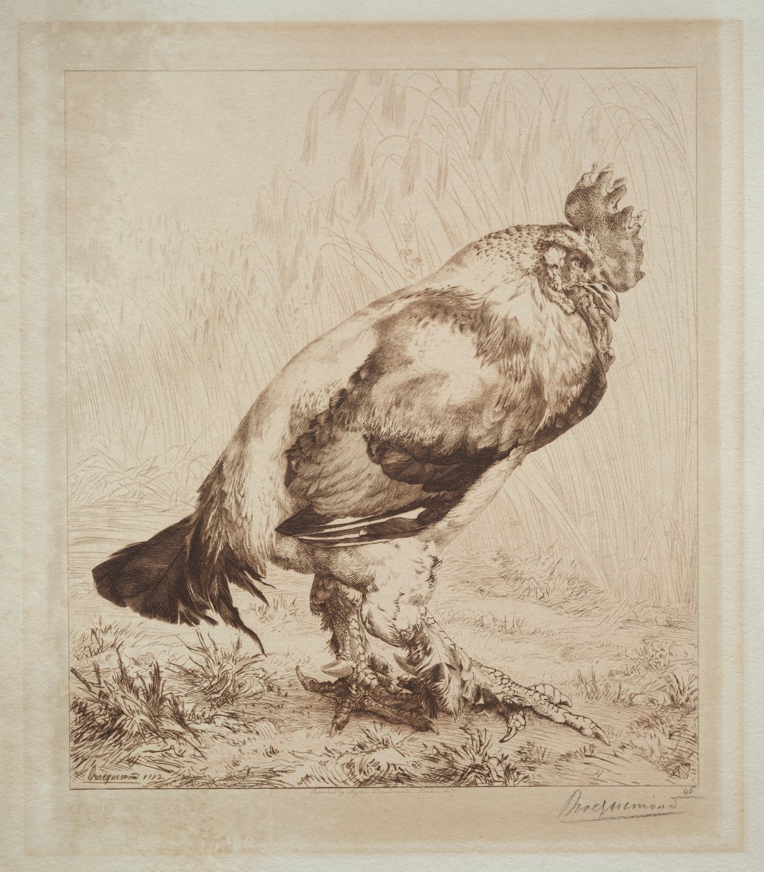 Le vieux coq, 1882 - Felix Bracquemond
