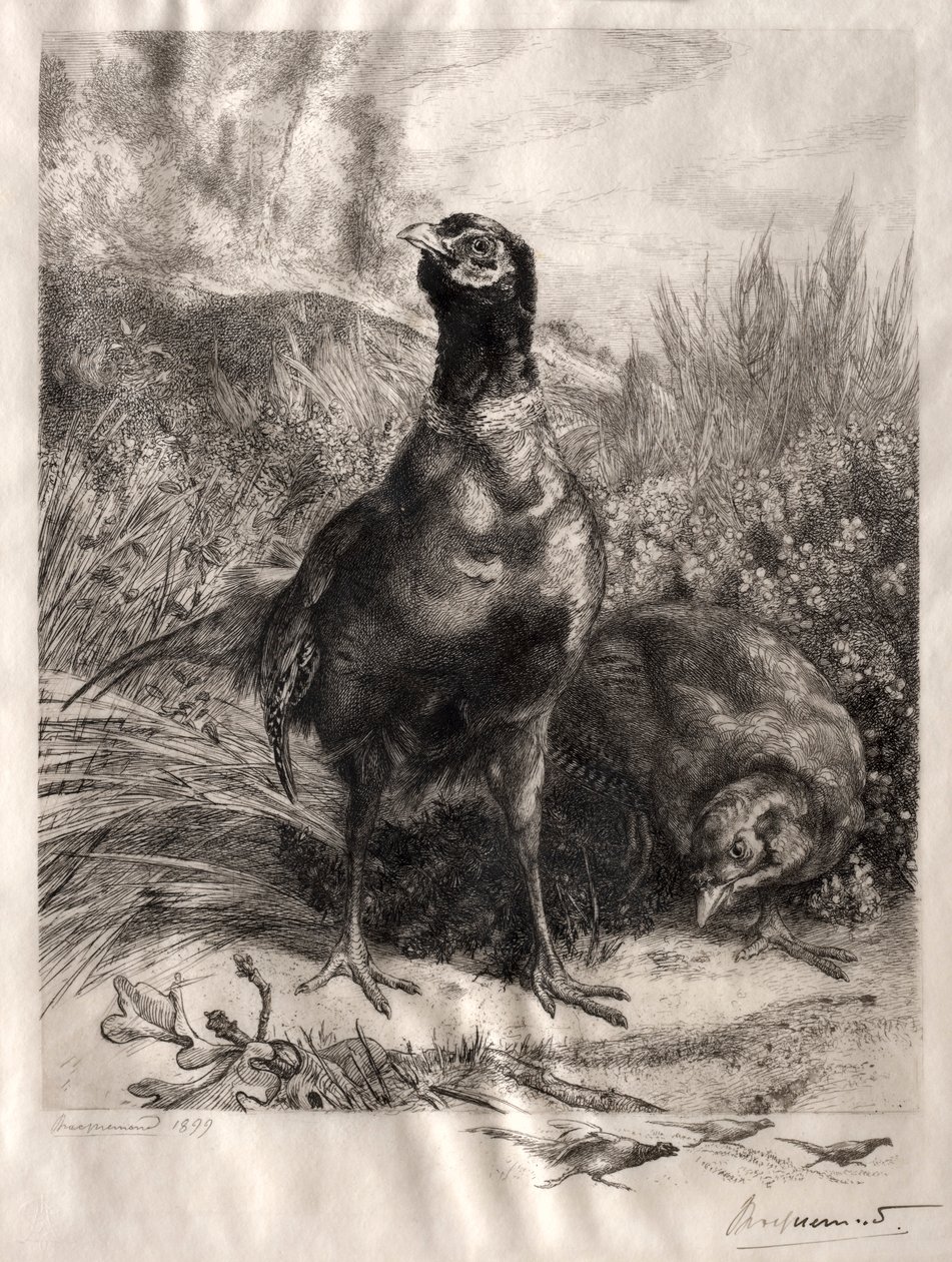 Les faisans, 1899 - Felix Bracquemond