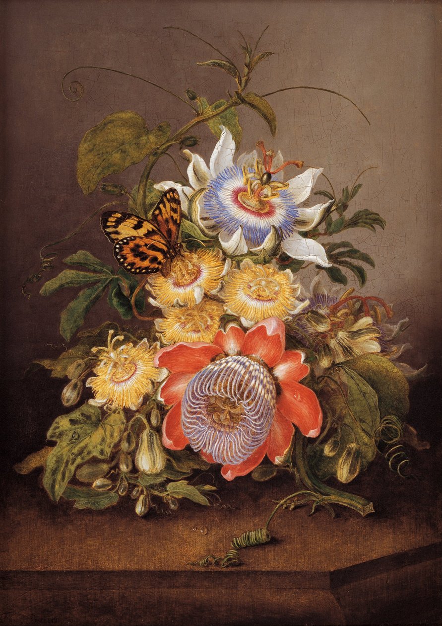 Passiflores - Ferdinand Bauer