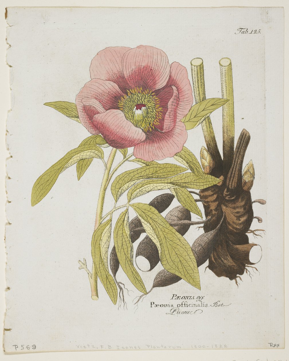Pivoine, de 