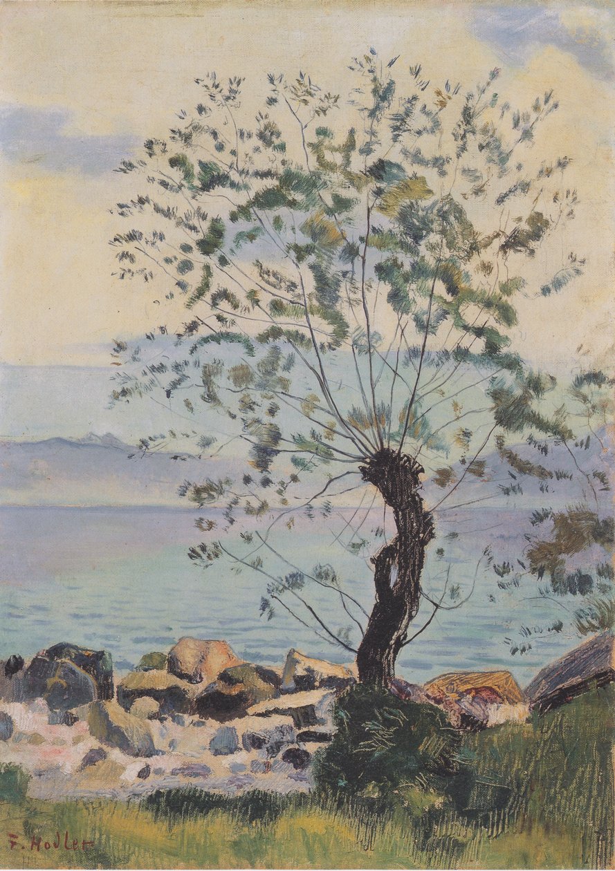 Saule au bord du lac - Ferdinand Hodler