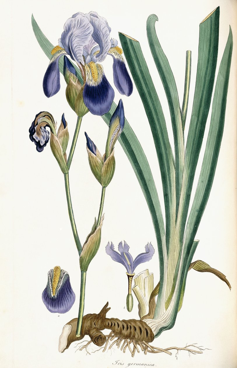 Iris Germanica, 1847 - Ferdinand Bauer