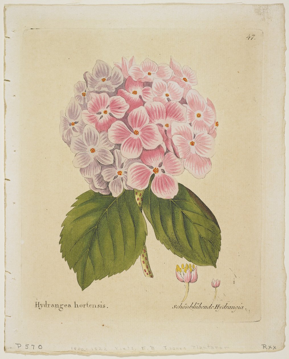 Schonbluhende Hydrangia, de Icones Plantarum Medico-Oeconomico-Technologicarum cum Earum Fructus ususque Descriptione, 1804 - Ferdinand Bernhard Vietz