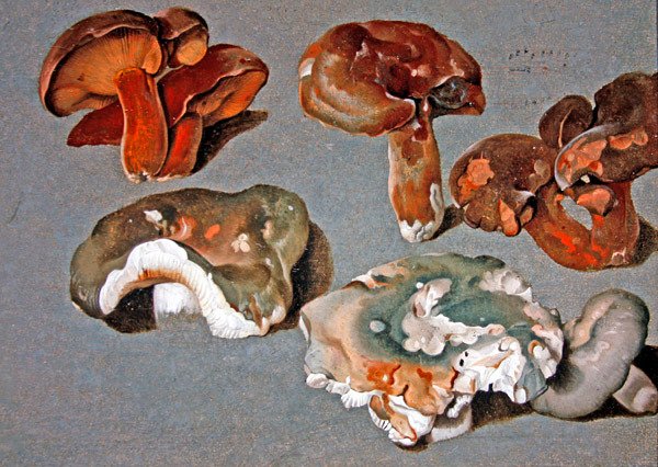 Études de champignons - Ferdinand Phillip de Hamilton