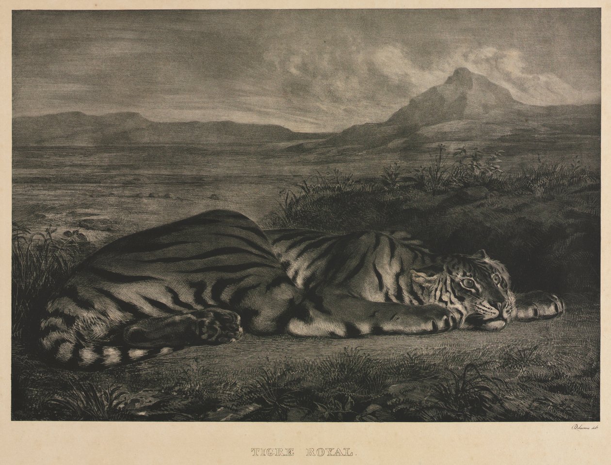 Tigre Royal - Ferdinand Victor Eugene Delacroix