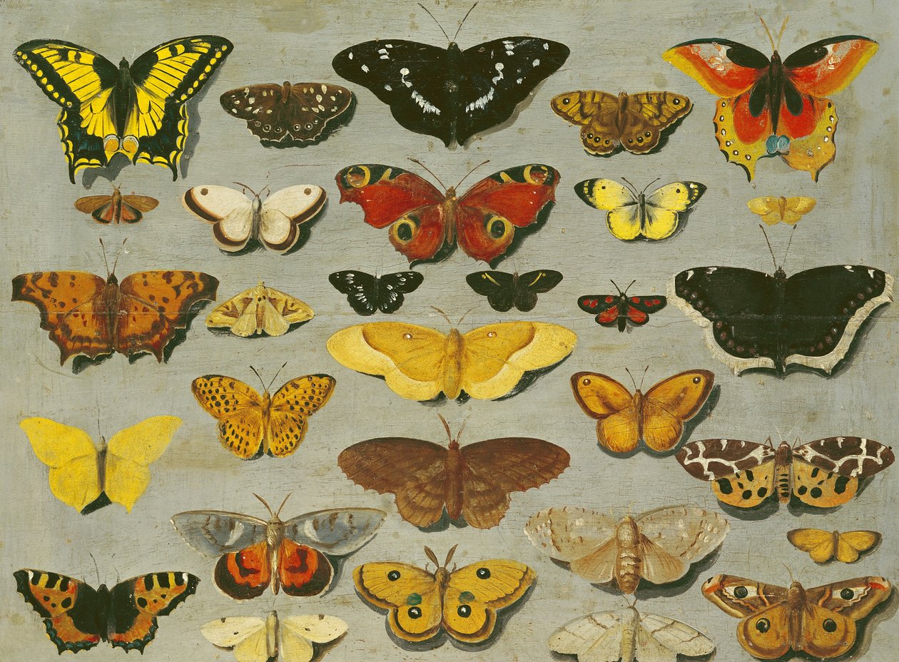 Papillons - Flemish School