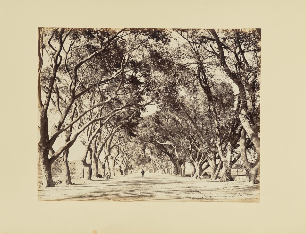 Caire, Allée de Choubra - Félix Bonfils