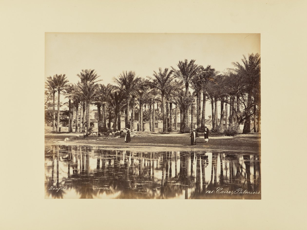 Caire, Palmiers - Félix Bonfils