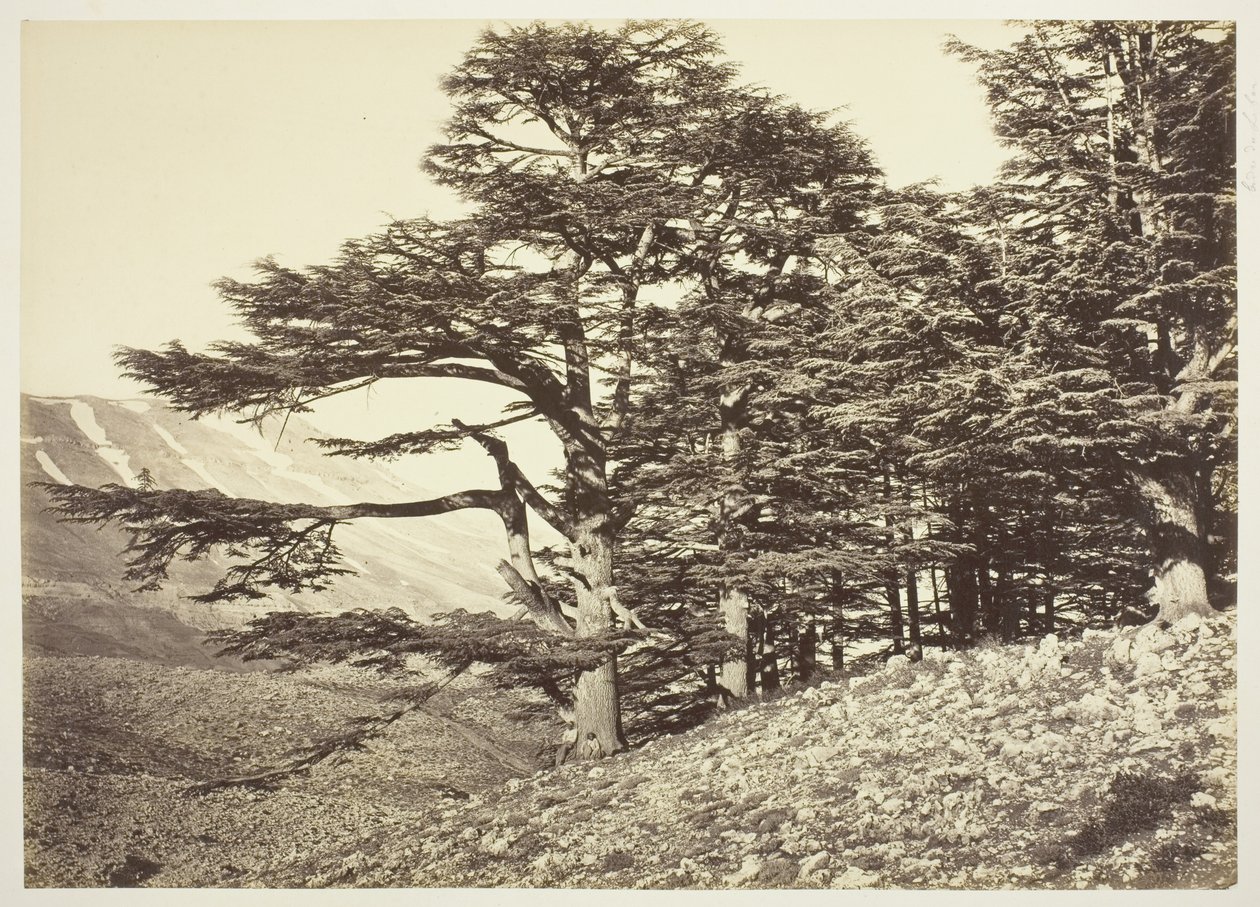 Cèdres du Liban - Félix Bonfils