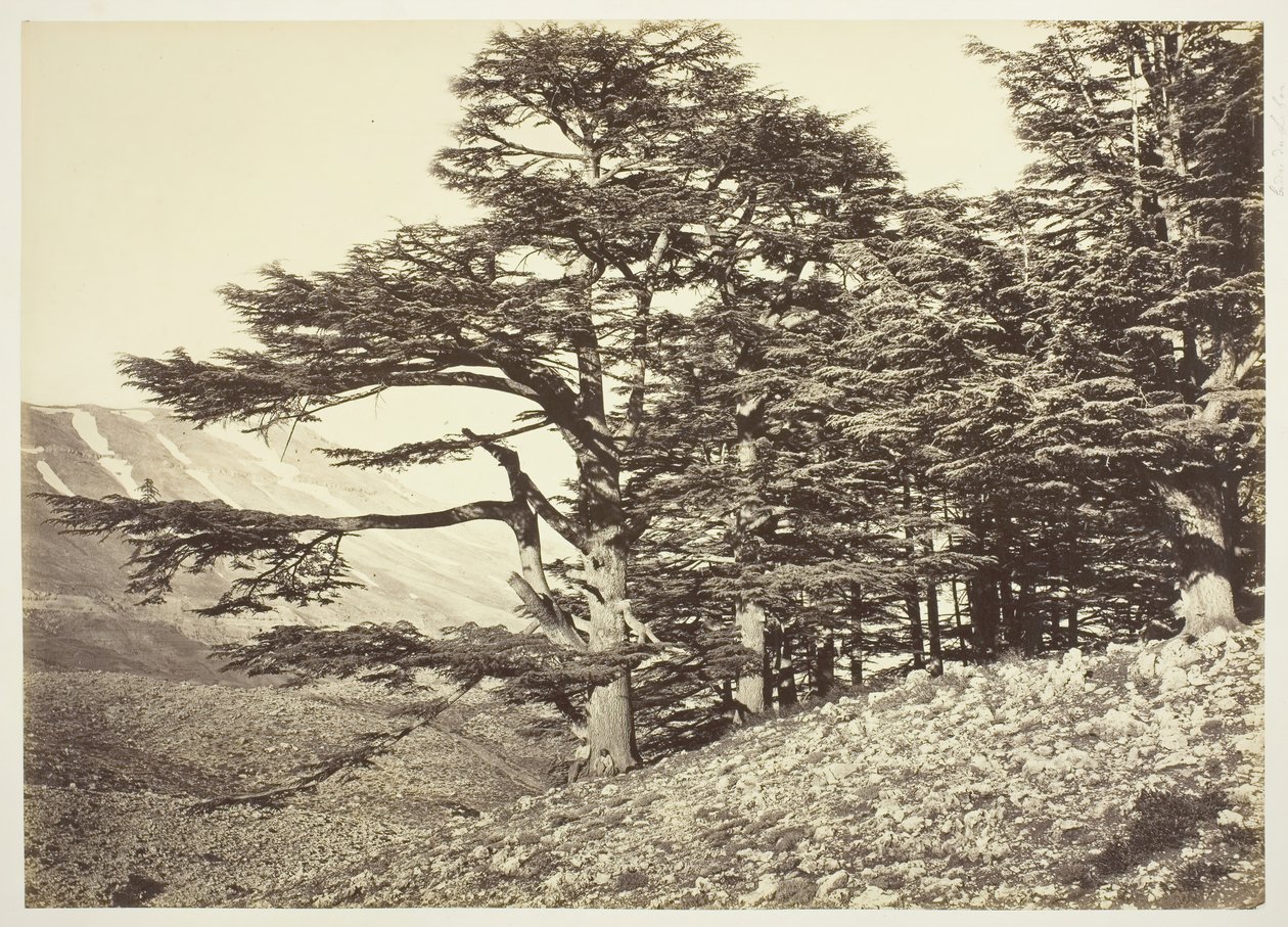 Cèdres du Liban, vers 1870 - Félix Bonfils