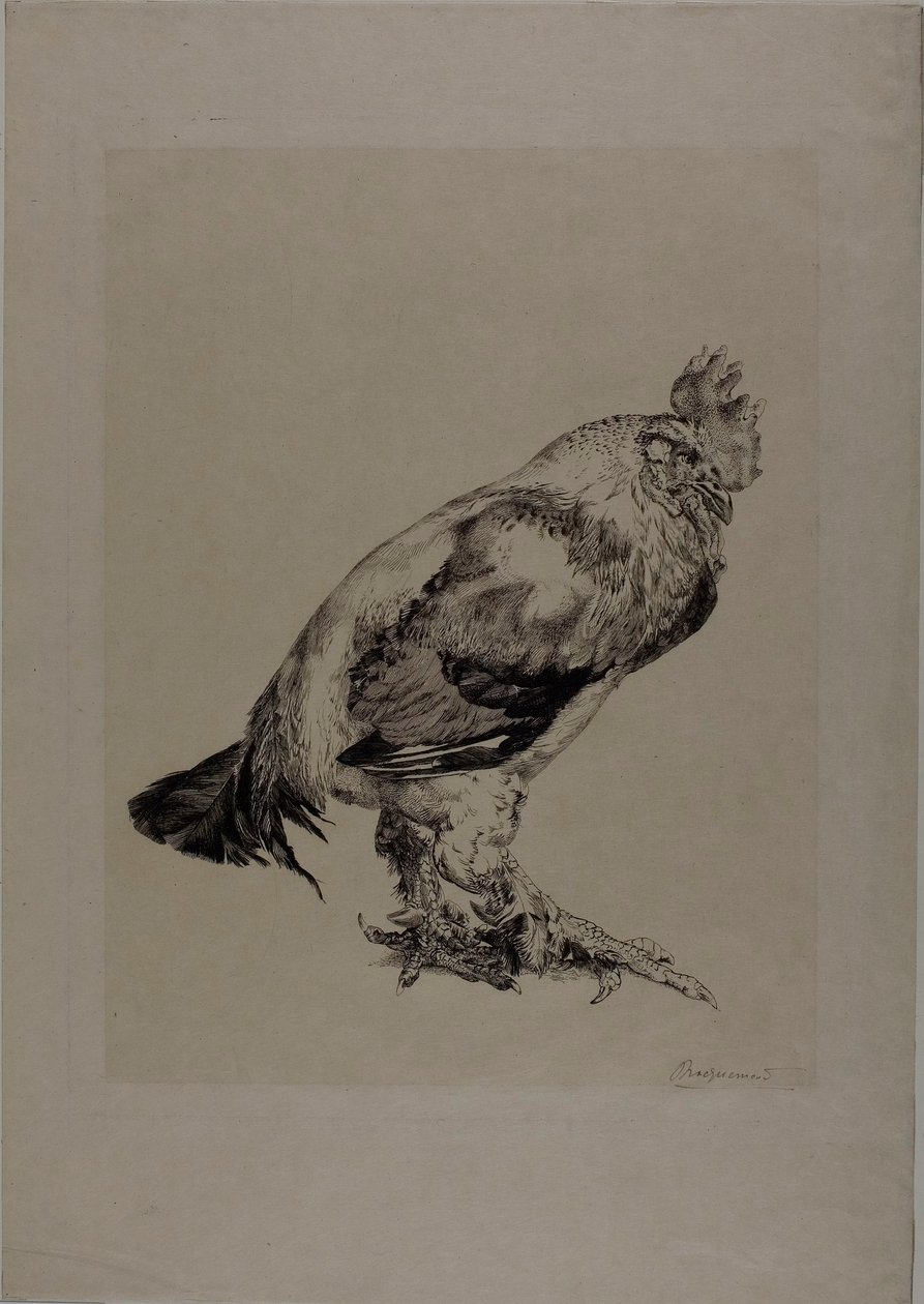 La vieille bite - Félix Henri Bracquemond