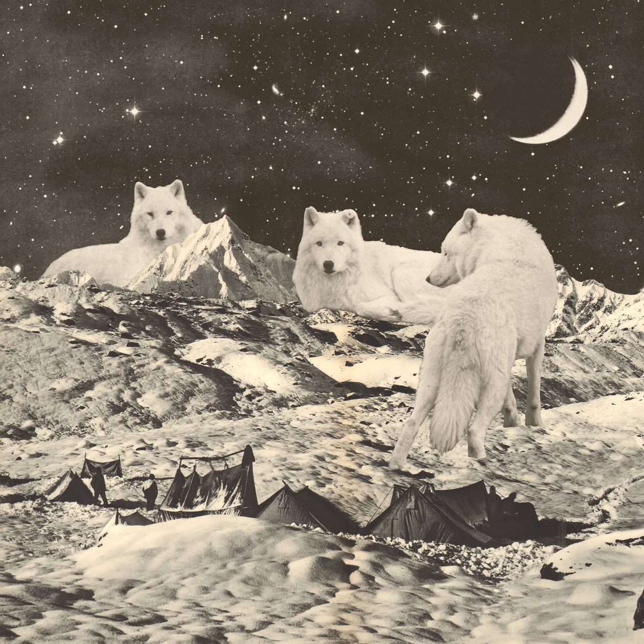 Trois grands loups blancs sur les montagnes - Florent Bodart