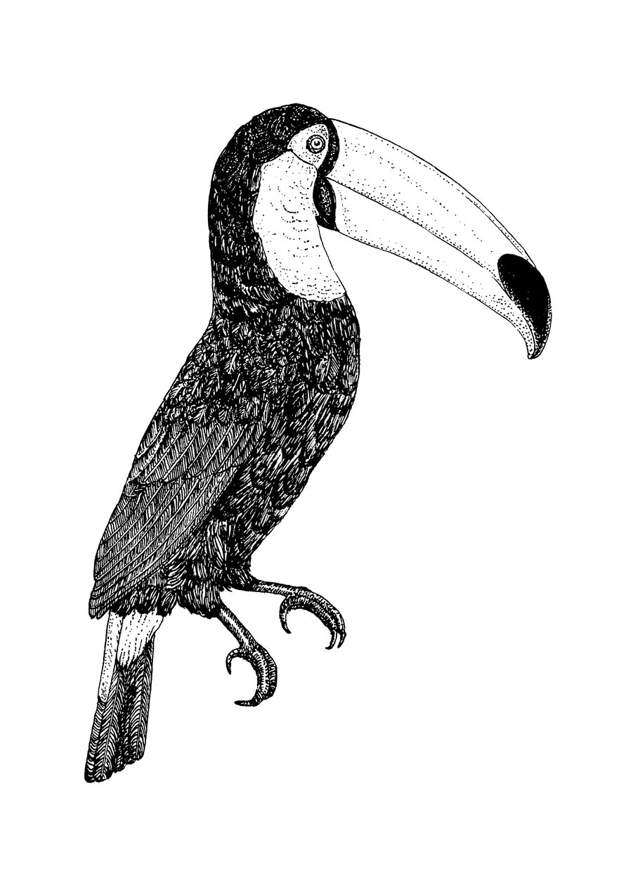 Toco en noir et blanc - Florent Bodart