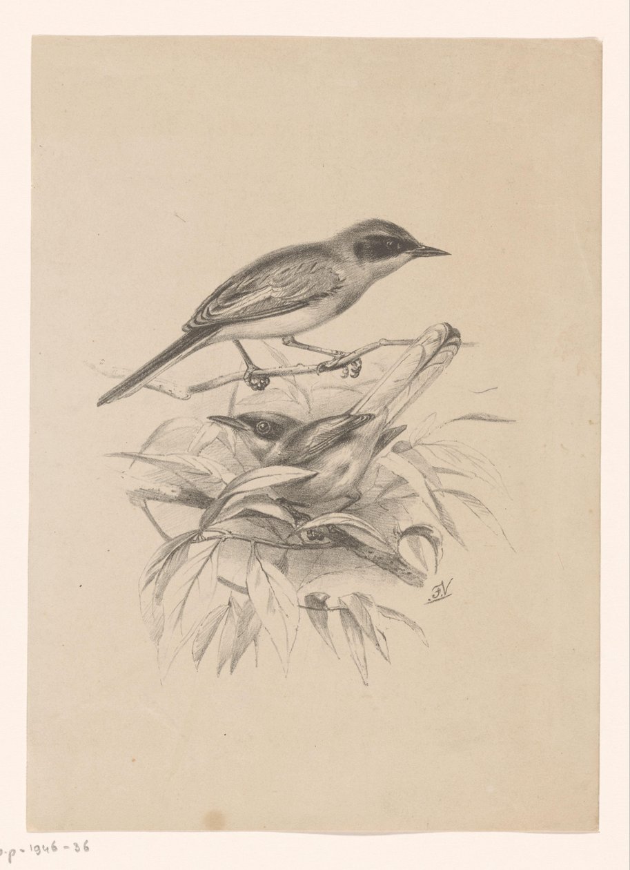 Deux petits oiseaux sur une branche - Floris Verster