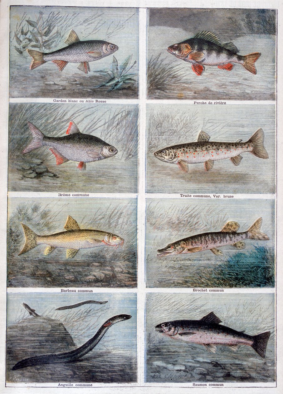Poissons d