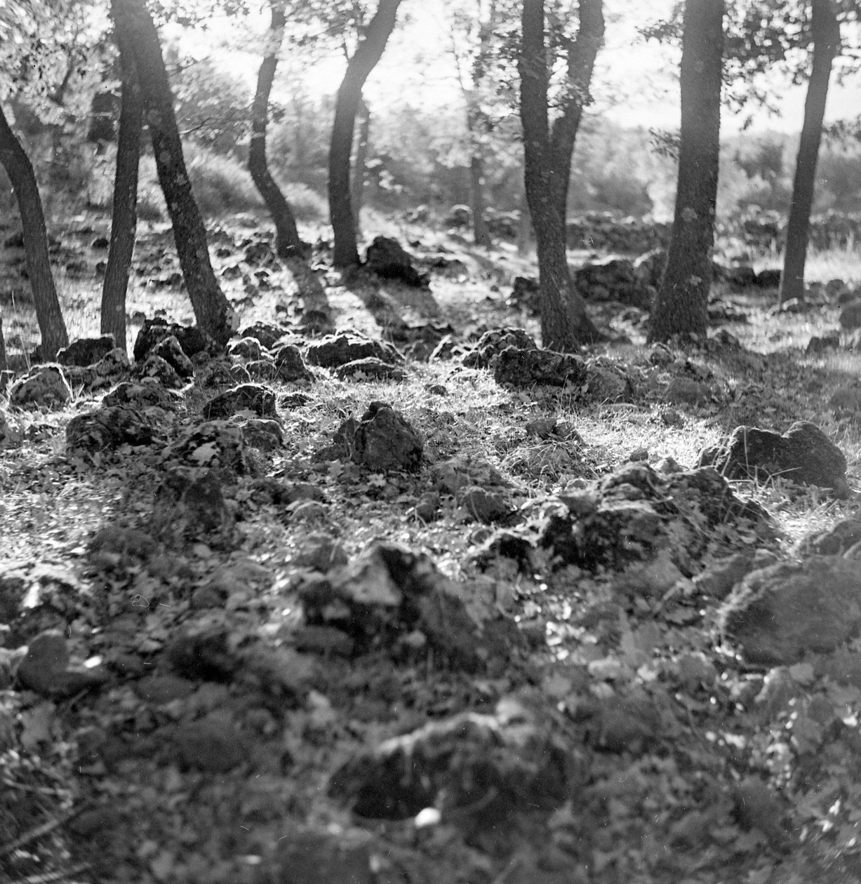 Forêt sur l