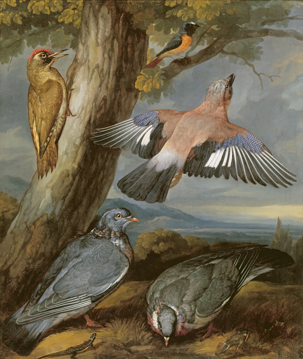 Geai, Pic vert, Pigeons et Rougequeue, vers 1650 - Francis Barlow