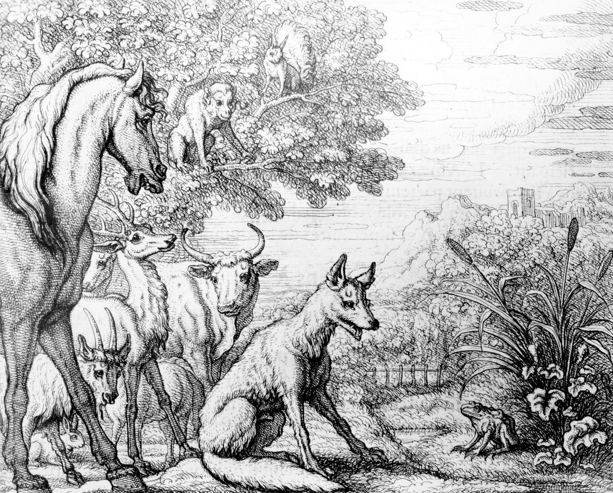 La grenouille ambitieuse, illustration de 