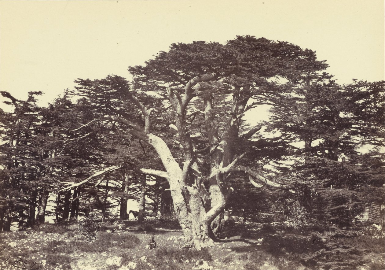 Le plus grand des cèdres, Mont Liban - Francis Frith