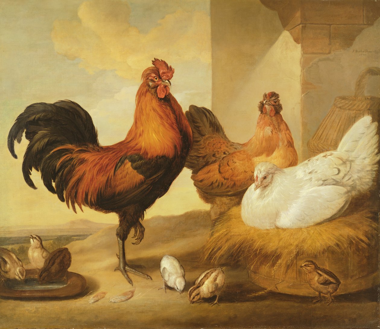 Coq domestique, poules et poussins - Francis Barlow