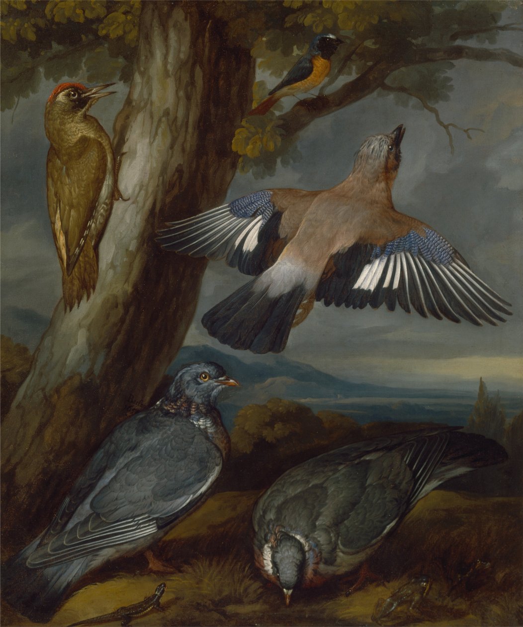 Geai, Pic vert, Pigeons et Rougequeue à front blanc - Francis Barlow