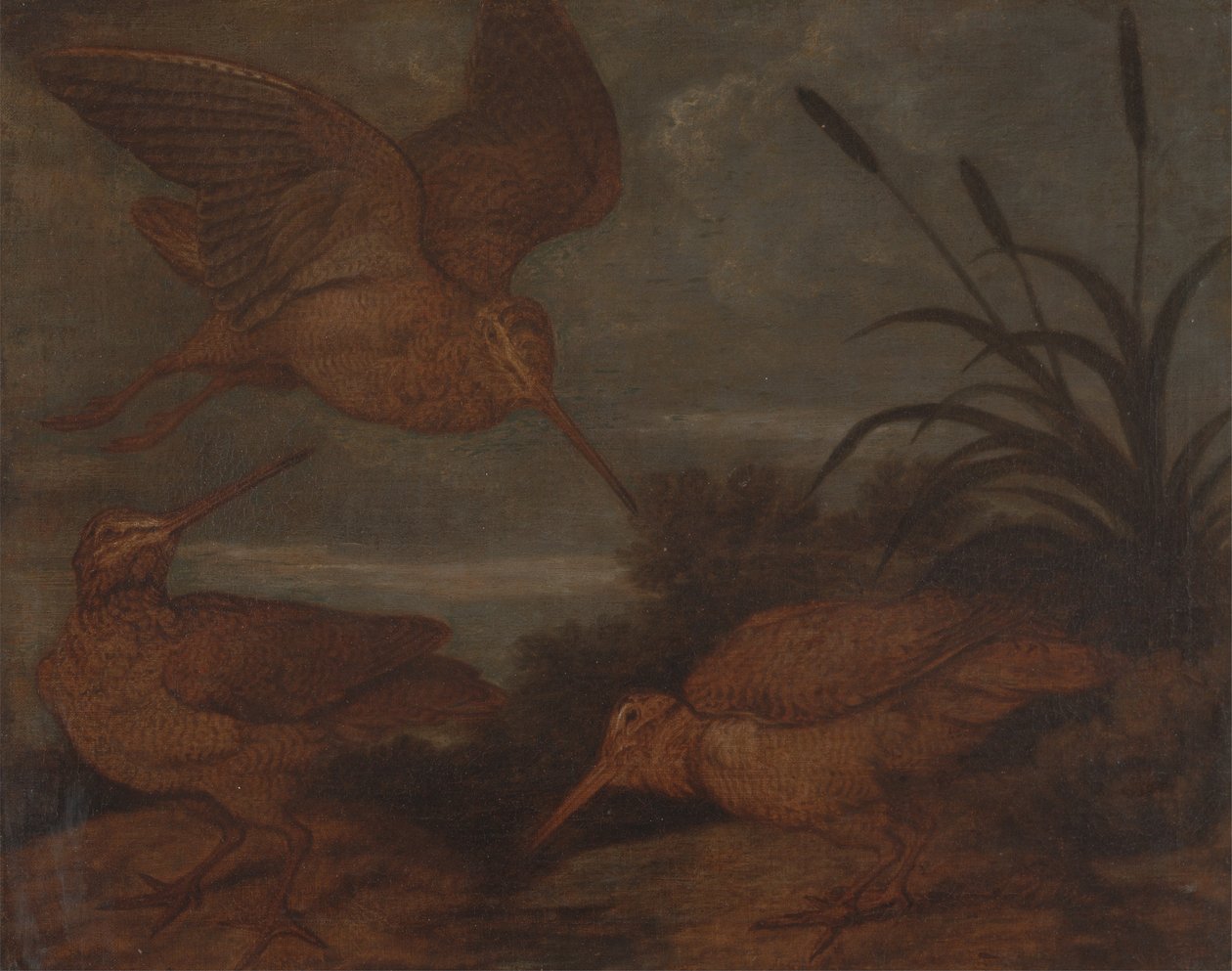 Bécasse au crépuscule - Francis Barlow