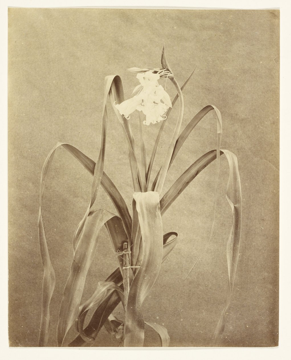 [Fleurs] - Francis Edmond Currey