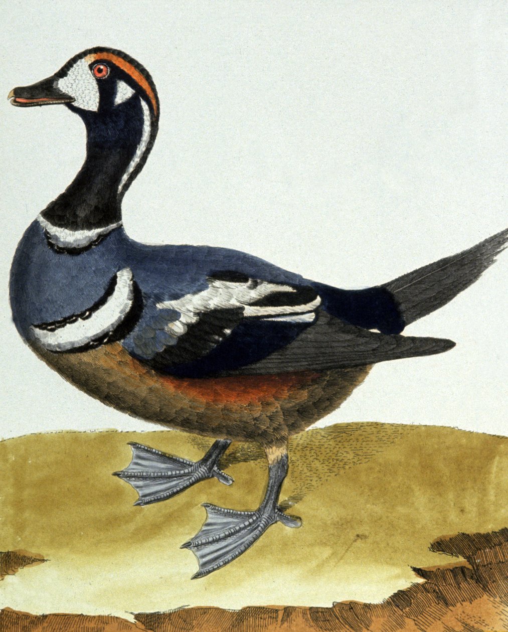 Canard à collier - Francois Nicolas Martinet