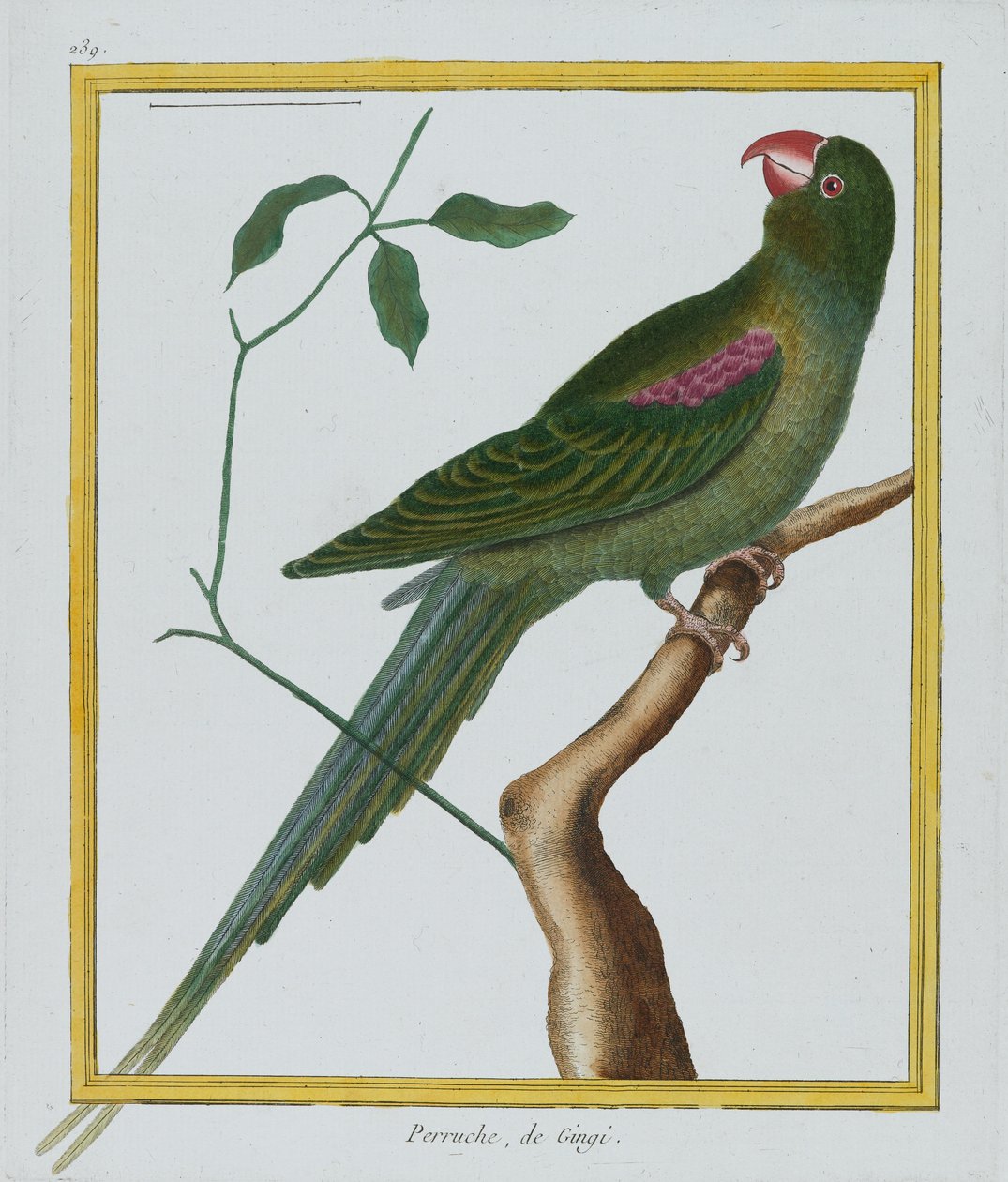 Perruche, de Gingi, vers 1770-86 - Francois Nicolas Martinet