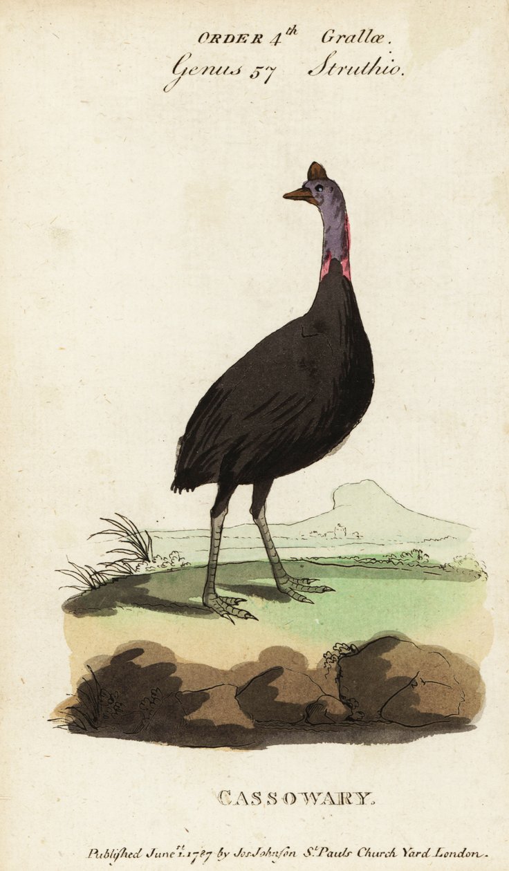 Casoar à casque, Casuarius casuarius - Francois Nicolas Martinet