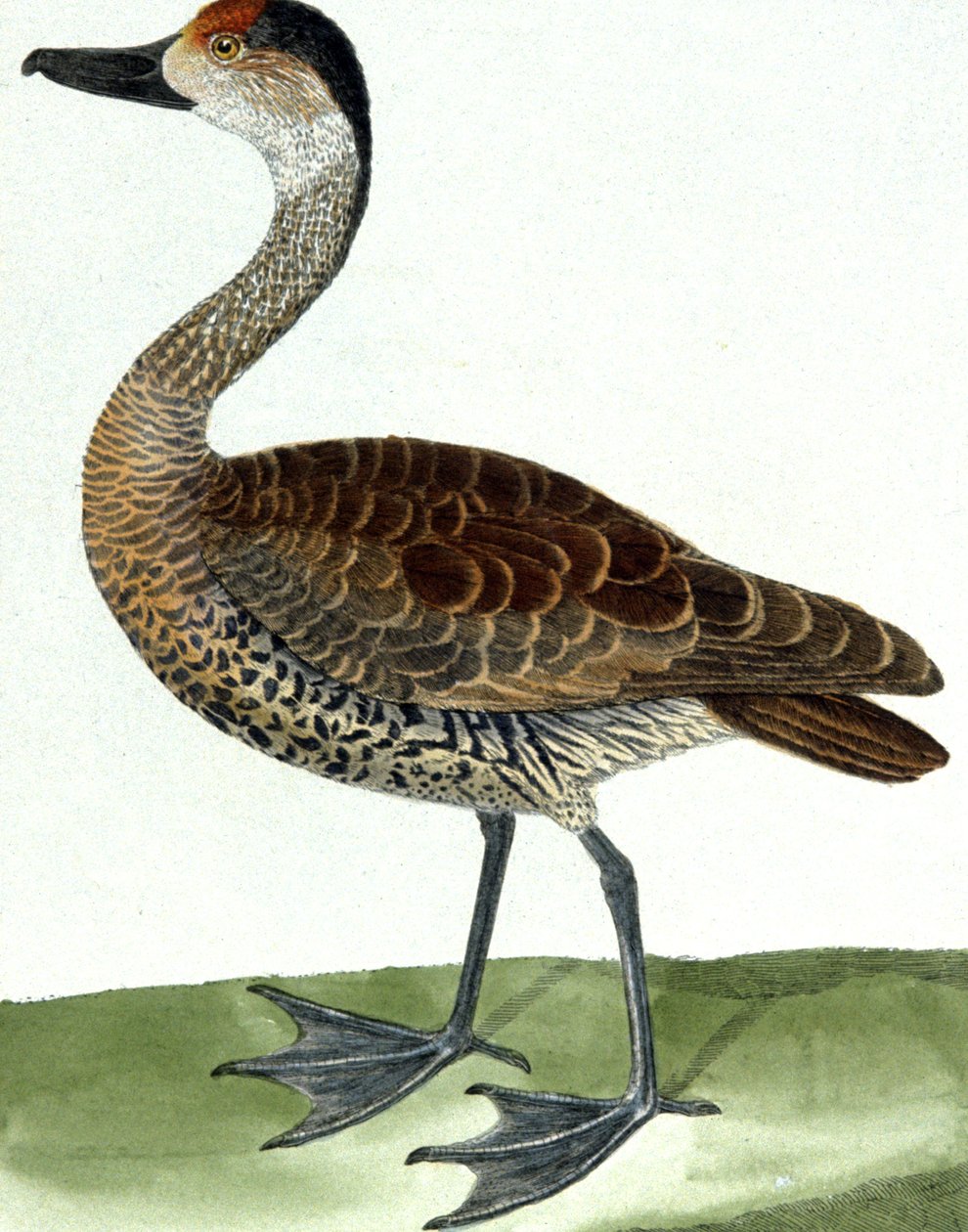 Le Canard Siffleur - Francois Nicolas Martinet