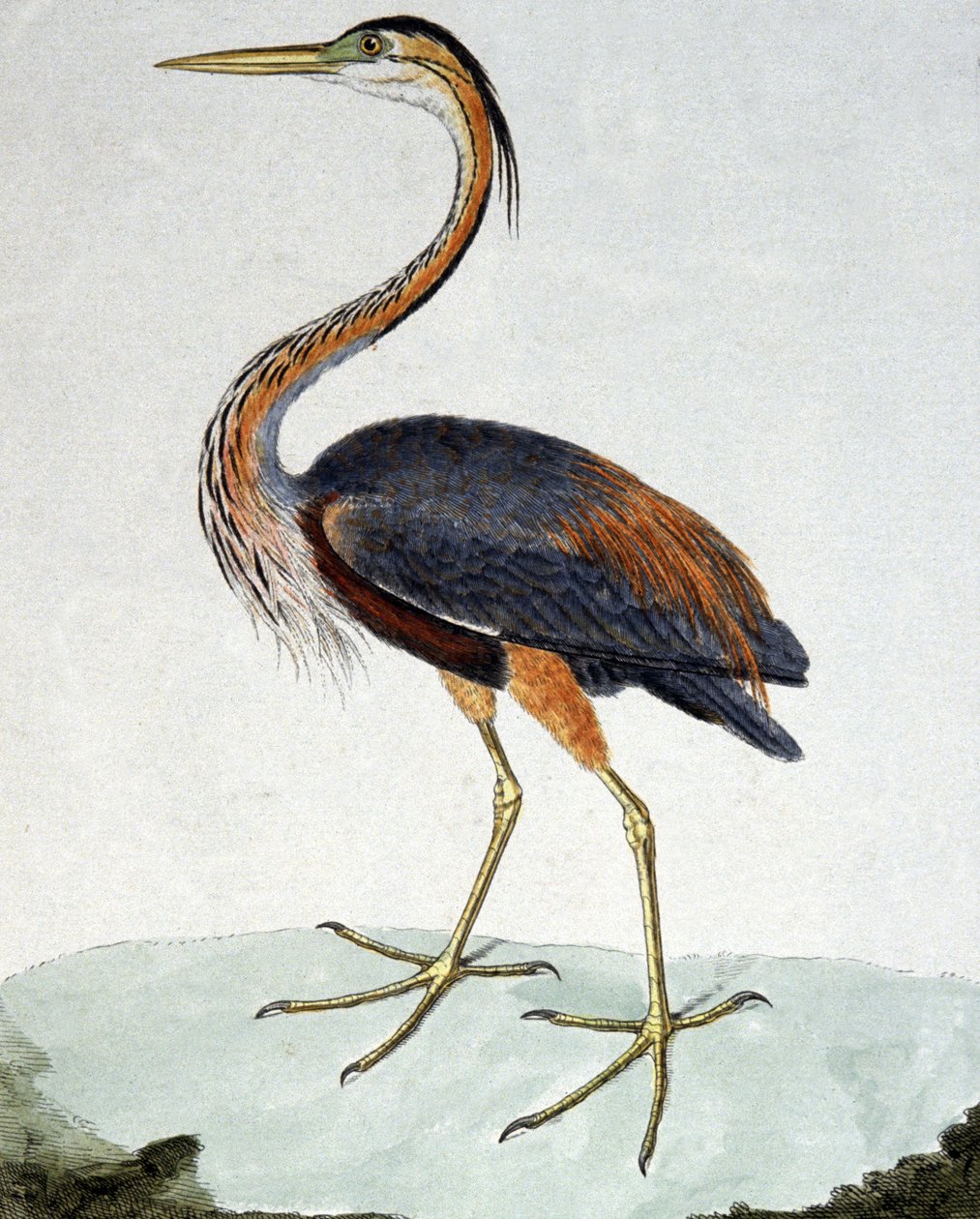 Le Héron pourpré - Francois Nicolas Martinet