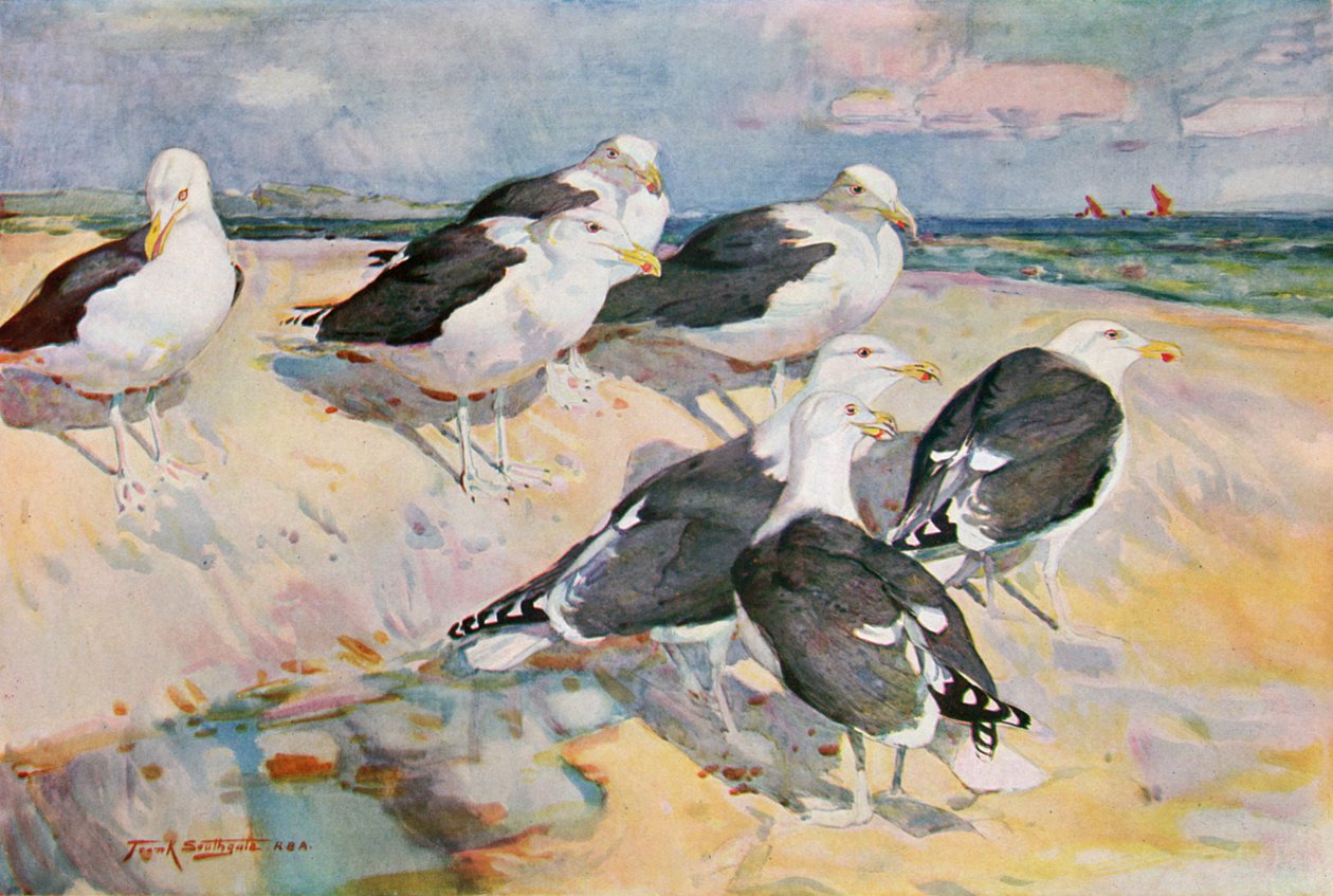 Goélands à dos noir, illustration de 