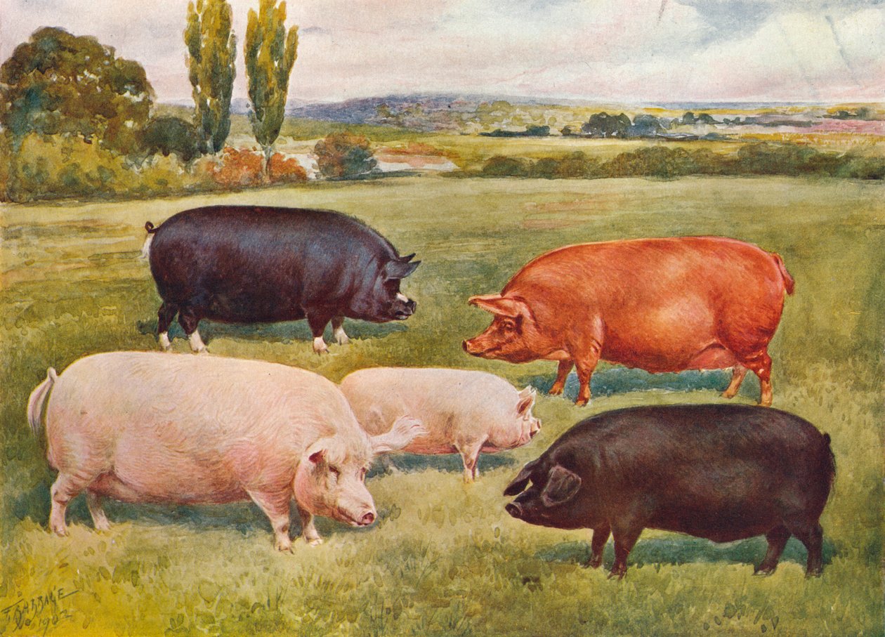Races de porcs, vers 1902-1910 - Frank Babbage