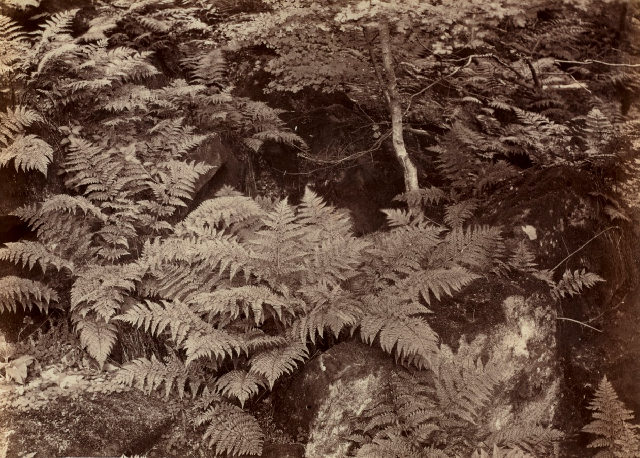 Étude de fougère sans titre, fin des années 1870 - Frank Meadow Sutcliffe