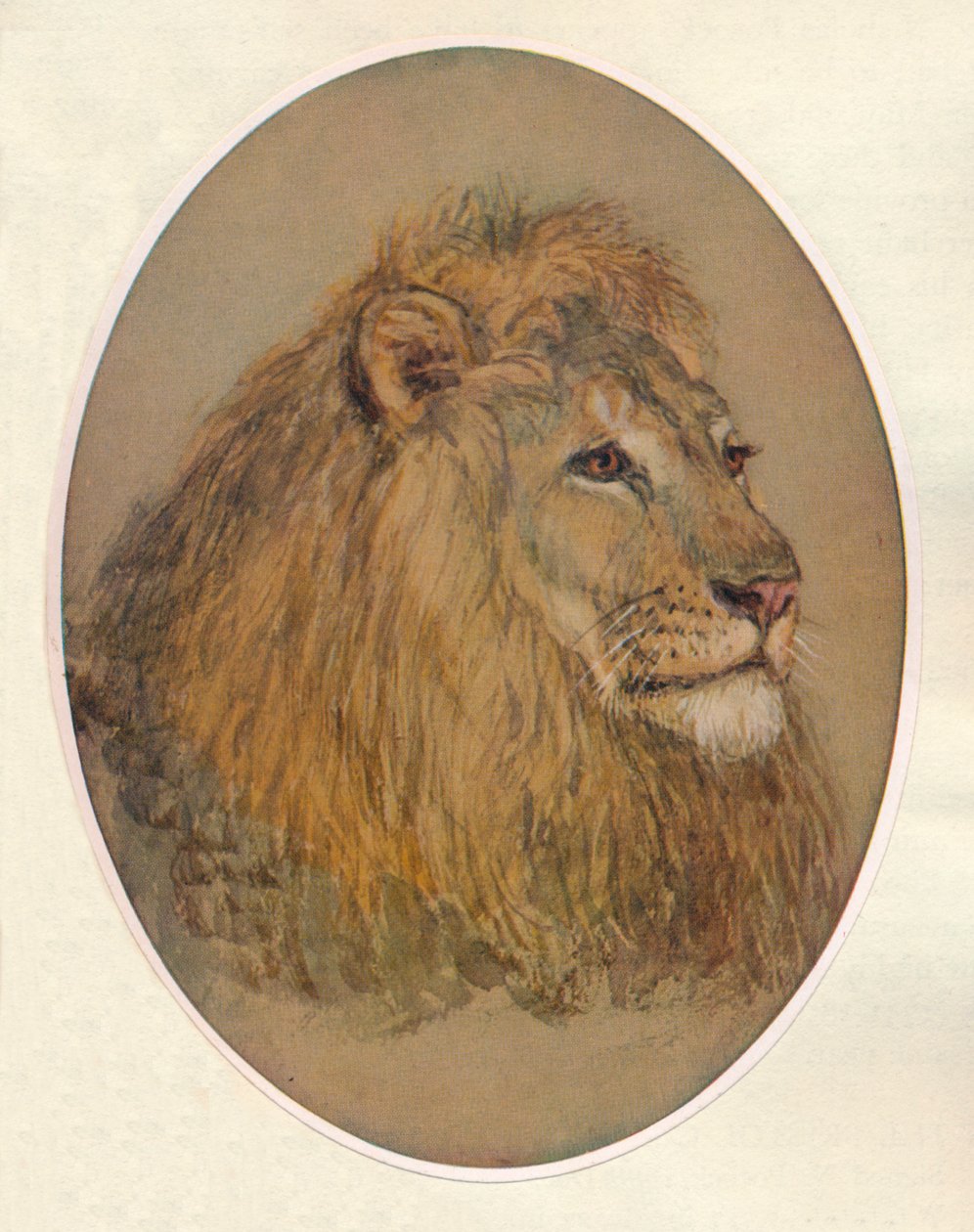 Tête de lion - Frank Paton