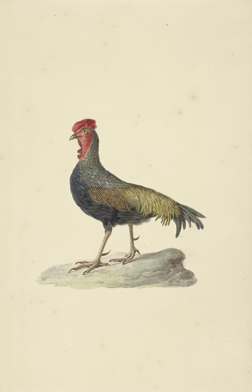 Coq de Sonnerat - François Levaillant (circle of)