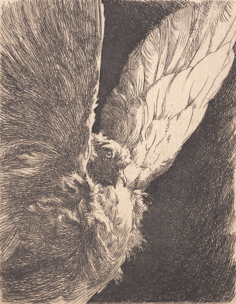 Un pigeon - Frans Schwartz