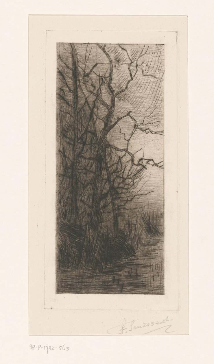Arbres au bord de l