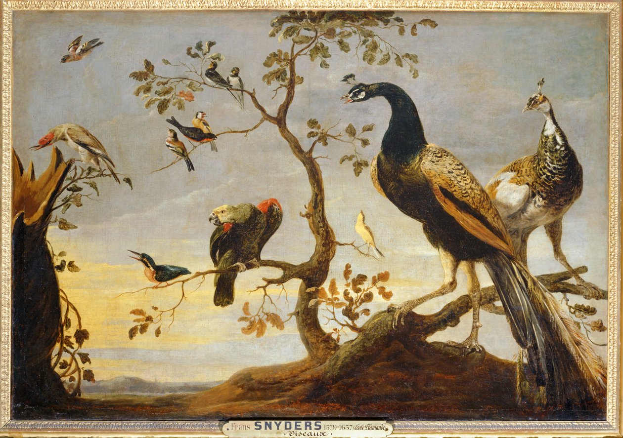 Poseaux sur des branches … - Frans Snyders
