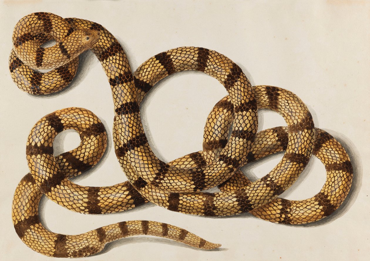 Serpent - Franz Anton von Scheidel