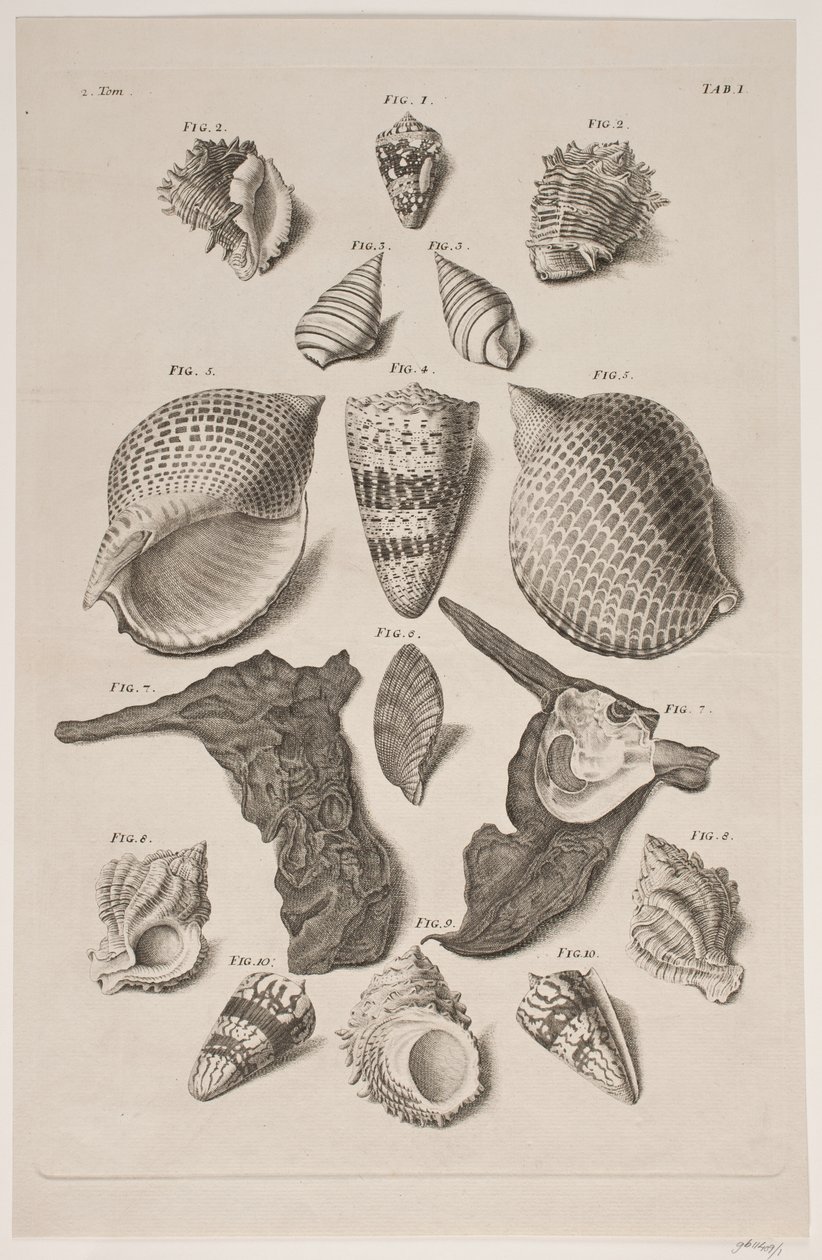 Planche avec coquillages. Planche 1. - Franz Michael Regenfus