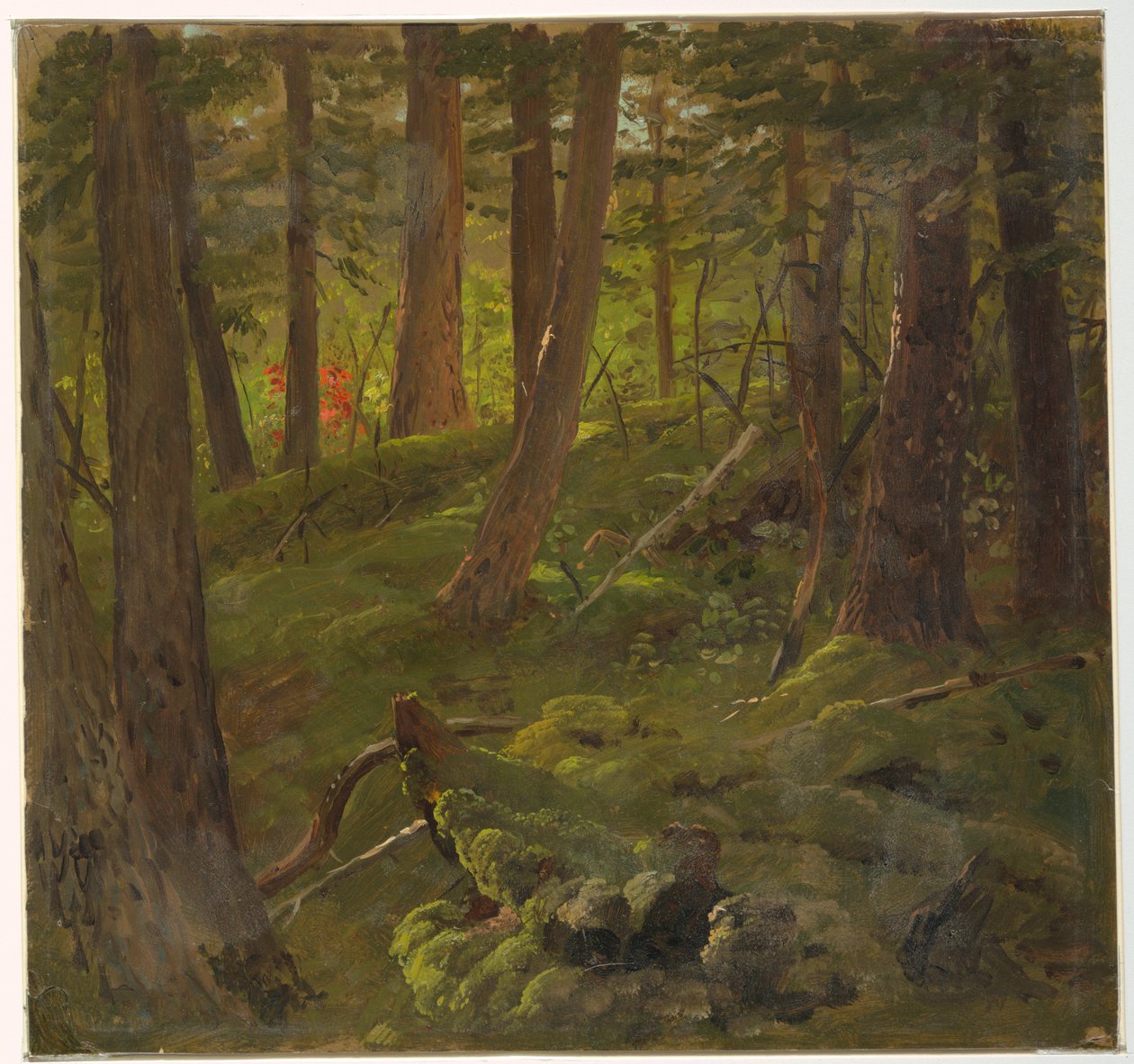 Dessin, végétation de la jungle, 1865 - Frederic Edwin Church