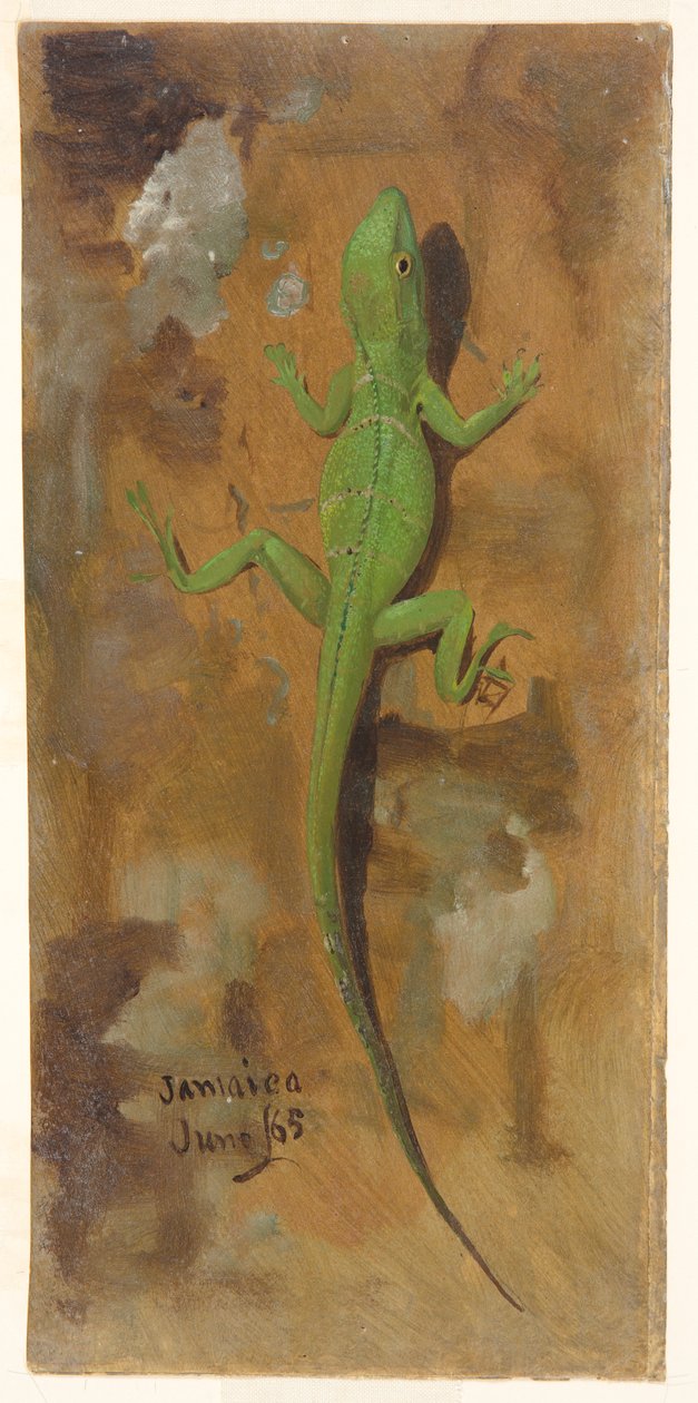 Un lézard, Jamaïque - Frederic Edwin Church