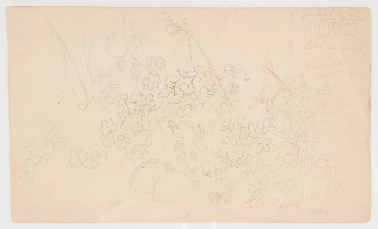 Croquis botaniques - Frederic Edwin Church