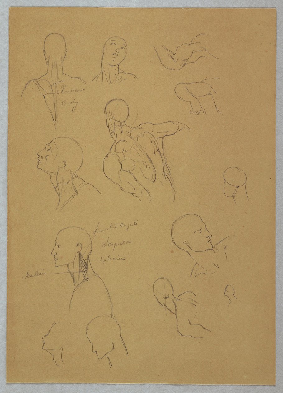 Dessin, études anatomiques, 1865-70 - Frederic Edwin Church