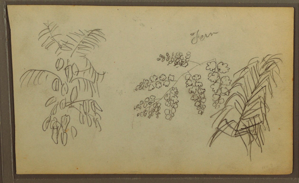 Dessin, croquis botaniques, 1857 - Frederic Edwin Church