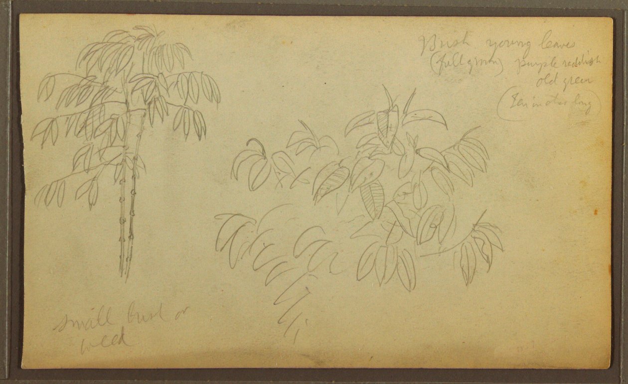 Dessin, croquis botaniques, 1857 - Frederic Edwin Church